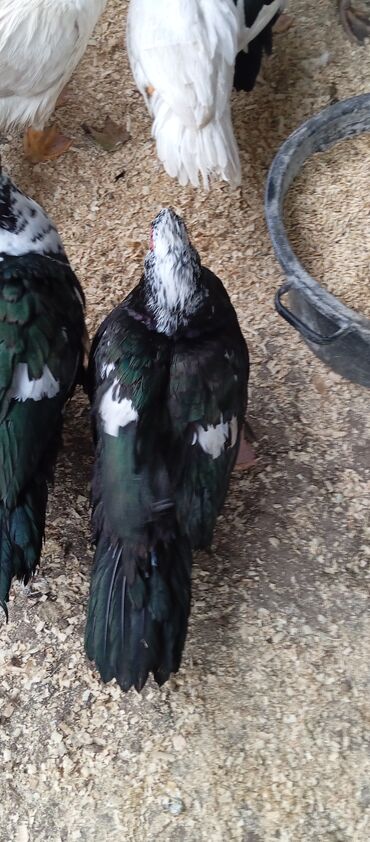 Ördəklər: Təcili satılır.Real alıcılar əlaqə saxlaya bilər — 3