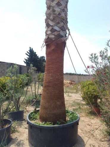 Şitillər: Bütün növ dekarativ ağacların və kol bitkiləri və meyvə ağacların -da lalafo.az — 12 Şitillər: Bütün növ dekarativ ağacların və kol bitkiləri və meyvə ağacların — 12