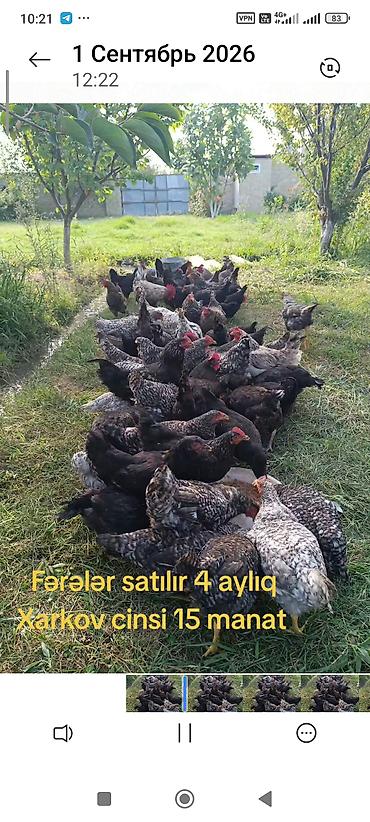 qaz ve ordek satisi: Xarkov cinsi fərə toyuqları — 4 aylıq. - Cins: Xarkov - Yaş: 4 ay - — 1