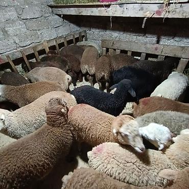 Quzu: Salam aleyküm dişi quzlar205 mantda kom 14 quzdu dişller. erkey — 10