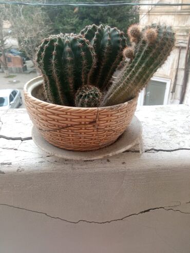 Otaq bitkiləri: Güllər . Kaktus, pul gülü, kolanxoe -da lalafo.az — 11 Otaq bitkiləri: Güllər . Kaktus, pul gülü, kolanxoe — 11