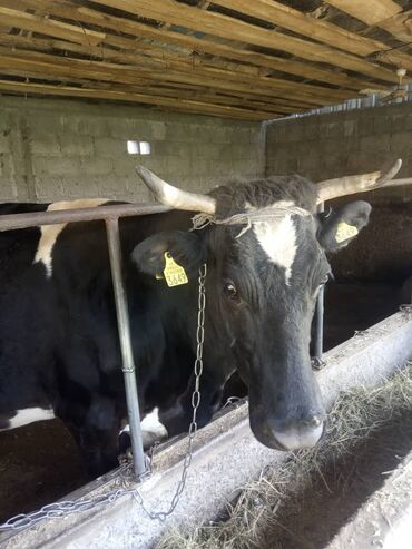 быки в канте: Продаю | Корова (самка) | Для молока