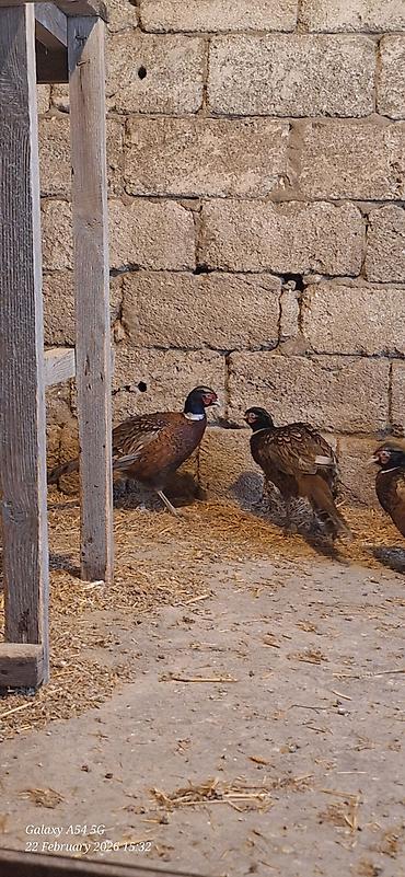 Digər quşlar: Qirqovul Xoruzlar satilir — 3