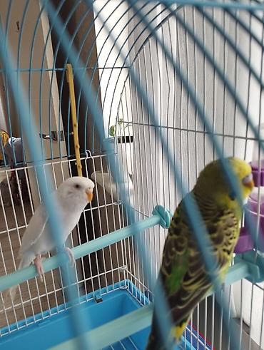 Птицы: Волнистые попугаи (пара) - Вид: волнистый попугай (Melopsittacus — 7