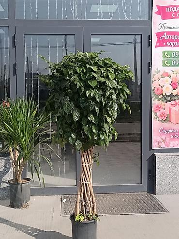 Другие комнатные растения: ПРОДАЮ КОМНАТНЫЕ РАСТЕНИЯ! 🌱 Бамбук — 3000 сом 🌳 Бонсай — 4100 сом 🌳 — 27