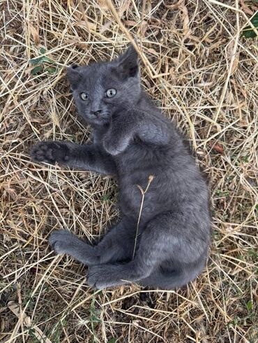 шотландская прямоухая кошка цена: Кошка даром: Беспородная, 2 месяца, Мальчик, Приучена к лотку, Проглистована