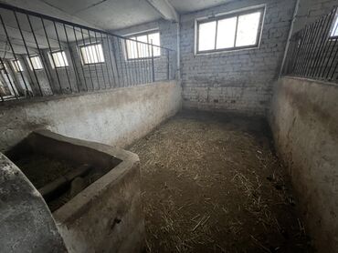 Другая коммерческая недвижимость: Сдаю Конюшню в перспективном районе для содержания лошадей и быков — 3