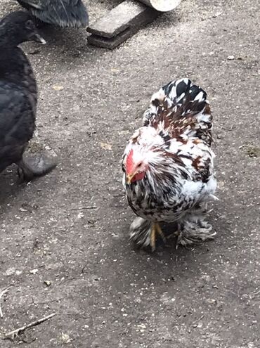 Toyuqlar: Toyuq, Damazlıq — 7