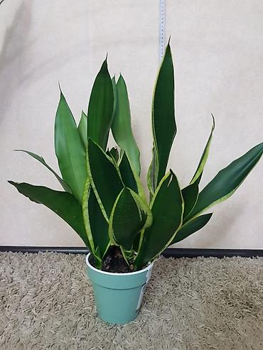 Монстеры: Продаются комнатные растения. Выращенные в домашних условиях и — 11