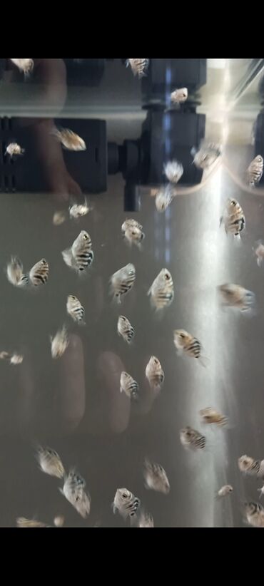 Balıqlar: Sülhsevər, Ünvandan götürmə, Ödənişli çatdırılma -da lalafo.az — 4 Balıqlar: Sülhsevər, Ünvandan götürmə, Ödənişli çatdırılma — 4