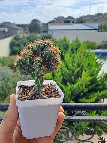 Kiçik dibçəkdə dekorativ kaktus - Növ: topavari çoxbaşlı kaktus
