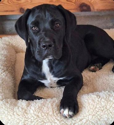 mali cupavi psi: Cane Corso mlad pas Mlad pas rase Kane Korso crne boje, starosti 6 — 5