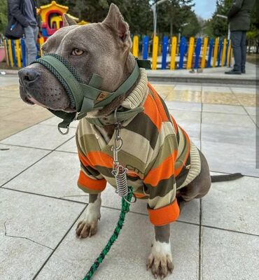 İtlər: Staffordşir bulterier, 2 il, Dişi, Peyvəndli -da lalafo.az — 5 İtlər: Staffordşir bulterier, 2 il, Dişi, Peyvəndli — 5