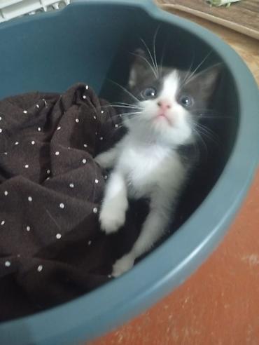 щенка шпиц: Котёнок, окрас черно-белый (tuxedo). Большие выразительные глаза — 3