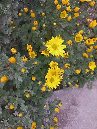 Другие виды семян и саженцев: Саженцы хризантем с пышной зеленой листвой, готовые к пересадке — 9