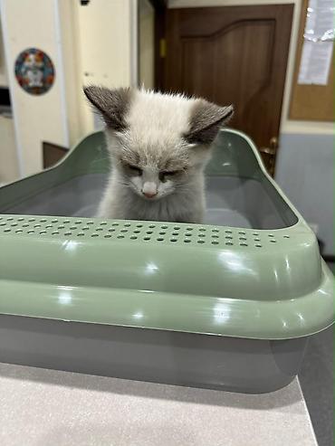 котята ош: Кошка даром: Беспородная, 2 месяца, Мальчик — 3