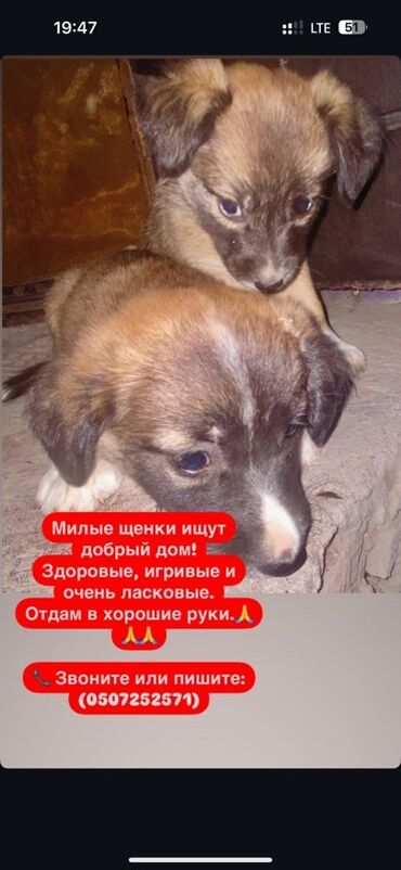 дворняжка собака: Ит бекер берилет: 1 айлык, Эркек