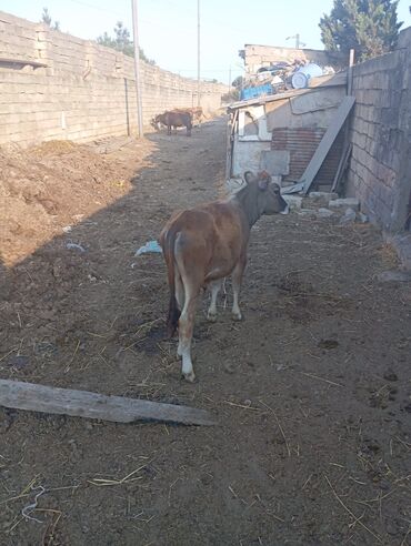 Inəklər, öküzlər: Dişi, il: 1, Damazlıq