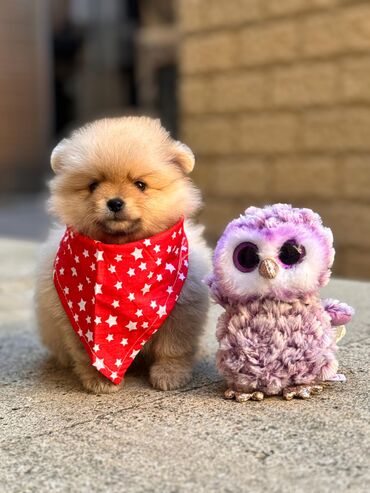 pomeranian iti qiymeti: Şpitz, 2 ay, Dişi, Pulsuz çatdırılma