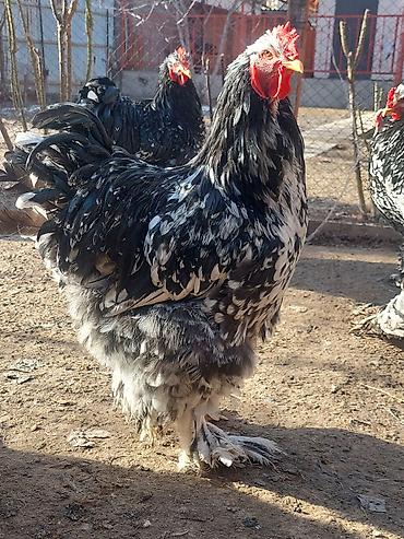 Куры, петухи: Продаю | Куры | Брама | Для разведения at lalafo.kg — 20 Куры, петухи: Продаю | Куры | Брама | Для разведения — 20