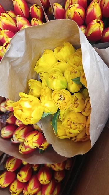 Букеты из живых цветов: Тюльпаны с тепличной выгонки — оптом и для флористов. - Ассортимент — 18