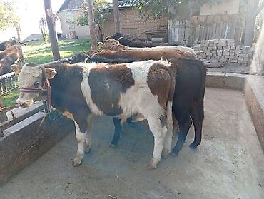 коровы: Продаю | Бык (самец) | Швицкая, Аулиекольская | На откорм — 4