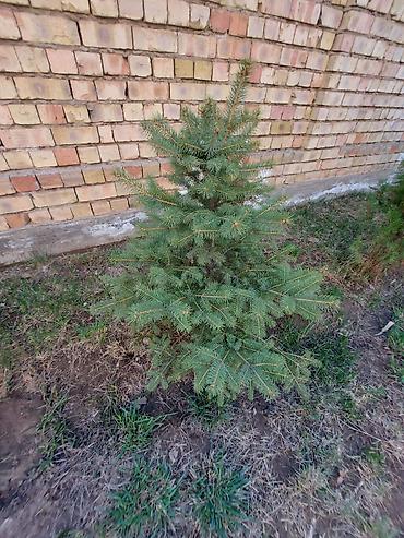 Декоративные деревья: Саженцы деревьев: Ели — 7