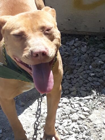 pitbullar: Pitbull 90 azn 1yaş 5 ayliq