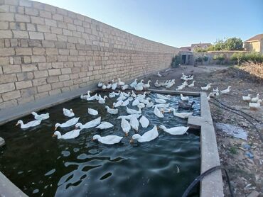 Digər quşlar: Pekin Ördeyi ve yumurtası 
Ördək qiyməti -15 azn
Yumurta -0,50 qəpik