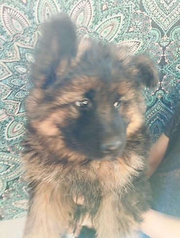 Продажа собак: Немецкая овчарка, 2 месяца, Самка at lalafo.kg — 10 Продажа собак: Немецкая овчарка, 2 месяца, Самка — 10