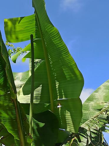 Ağaclar: Banan ağacı satışı - Növ: Tropik banan ağacı (Musa spp.) - İstilik — 3