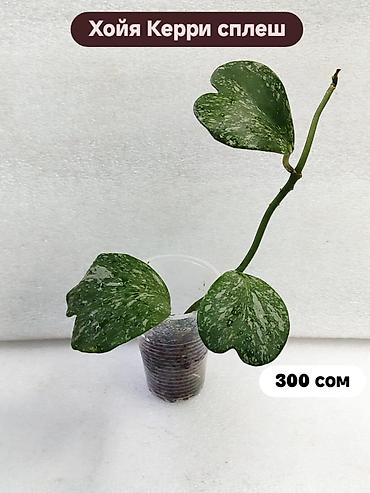 Хойи: Хойя (Hoya) Nui 400 сом( Hoya macrophylla 250 сом Хойя — 22