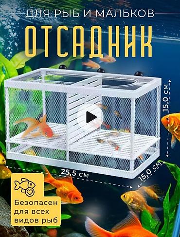 Аквариумы: Водоросли живые: Анубиас Бартера, нана ( цветут белыми и розовыми — 20