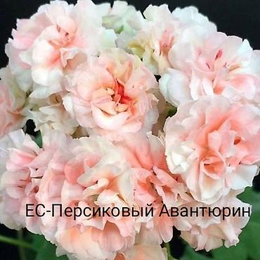 цветок чёрный принц: Пеларгония зональная махровая «Анна Каренина» (королевская розебудная — 5