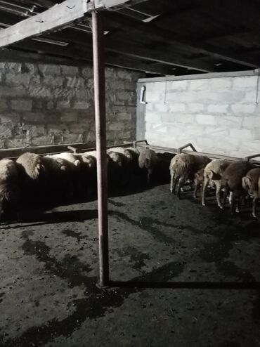 Qoyunlar, qoçlar: Quzular