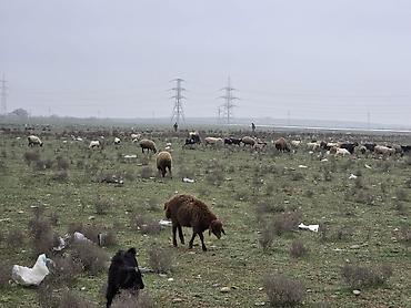 K/t heyvanları və malları: Allah haminin malina bereket versin. xeyrin versin. Ünvan ZABRAT 1 — 3