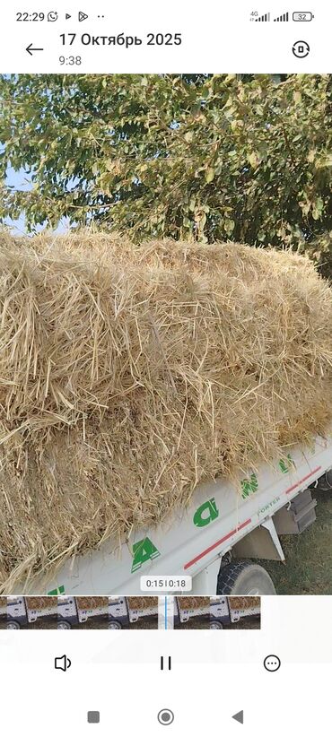 породистые козы: Солома в тюках - Культура: зерновая солома (длинная резка