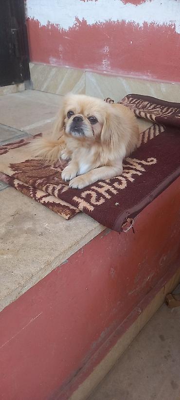 Pekines lalafo.az -da Pekines