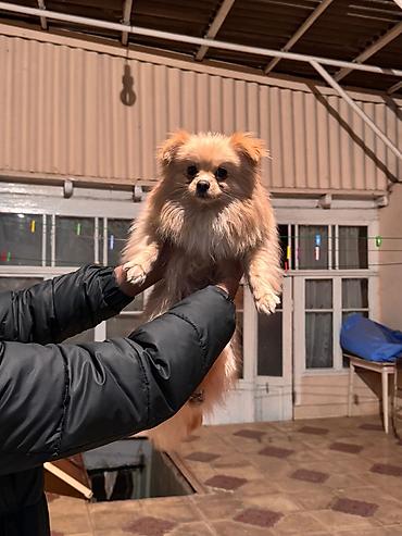 İtlər: Şpitz, 1 il, Erkek, Peyvəndli — 6