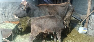 собака доберман сколько стоит: Сатам | Уй (ургаачы) | Сүт алуу үчүн | Музоологондон кийин