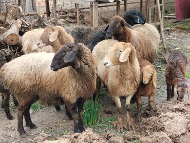 Бараны, овцы: Продаю | Овца (самка) | Для разведения