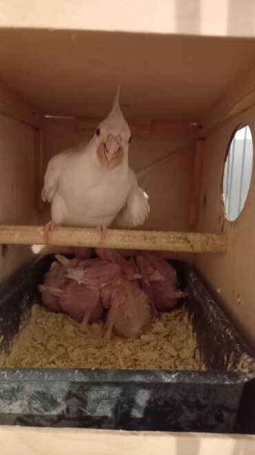 danişan quş: Korella albinos cavan cut ve 45 gunluk 2 eded balasi cutlesirler yene