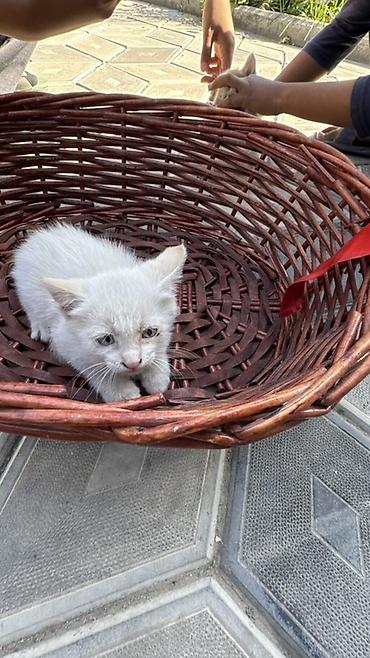 chi su: Котята очень милые и добрые, по имени Латте,Шекер и Карамелька — 7