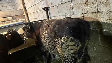 Коровы, быки: Продаю | Бык (самец) | Полукровка | На откорм | Привязанные — 6