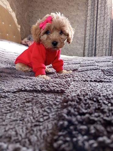 İtlər: Pudel, 2 ay, Dişi — 4