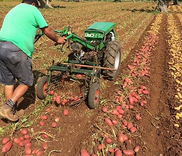 Картошка: Картошка Оптом — 6