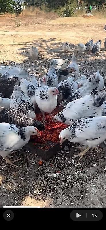 kend çolpaları: Toyuq, Yumurtalıq — 2