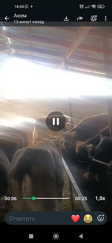 Айыл-чарба жаныбарлары: Сатам | Бука (эркек) | Аргын | Бордоп семиртүү үчүн | Байланган — 6