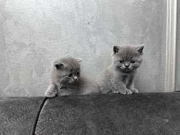 Мышыктар: Готовы к бронированию котята: Scottish fold и Scottish straight — 2
