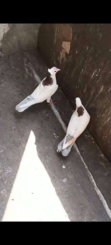 göyərçin damı: Məhsul: Göyərçinlər (cüt) - Rəng: ağ əsas rəng, kürək və boyun — 1